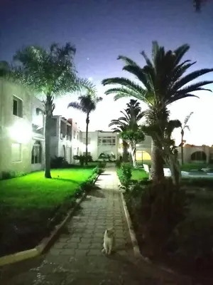 a cat sitting on a sidewalk in a yard with palm trees at Maison du bonheur in El Harhoura