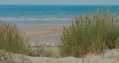 a beach with tall grass on the sand and the ocean at Appartement luxueux et moderne à sidi Rehal in Dar Hamida