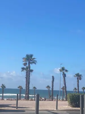 a row of palm trees on a sidewalk near the beach at Atlantic Suite View 1 in Casablanca