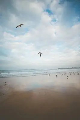 two birds flying over a beach with the ocean at lovely 2 bedroom vacation home with pool/beach in Skhirat