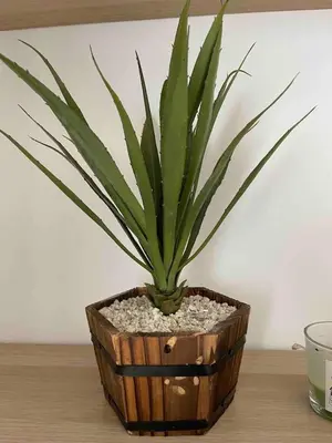 a potted plant sitting on top of a table at La perle corniche in Casablanca