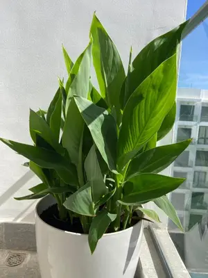 a green plant in a white pot on a window sill at Luxueux Appart à 5 min aéroport mohamed 5 in Nouaceur