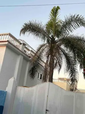 a palm tree in front of a house with a fence at Villa Taroub avec piscine et vue sur mer in Temara
