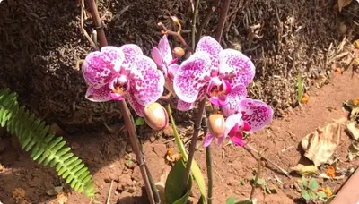 a group of pink flowers on a plant in the dirt at Lovely flat in nice garden in Rabat