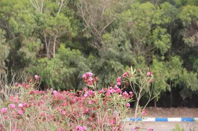 a bunch of pink flowers in a garden with trees at Maison d'hôte sur la Plage de Bouznika in Bouznika