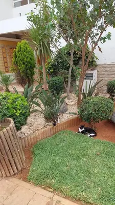 a cat laying on the grass in a garden at Sweet home in Dar Bouazza