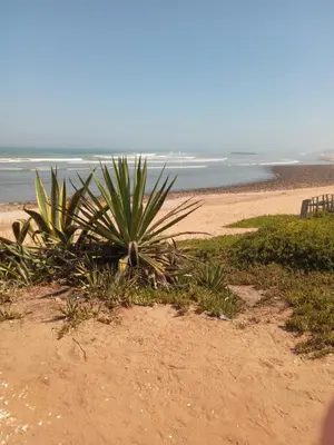 a plant on a sandy beach near the ocean at Skhirat terrace apartment at the beach in Skhirat