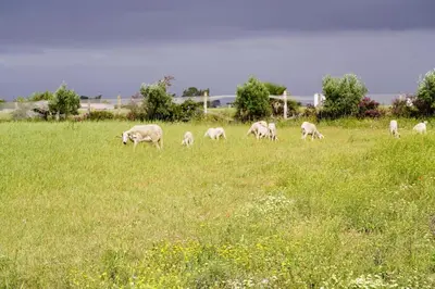 a herd of sheep grazing in a field of grass at Countryside's Tiny House in O Ben Slimane