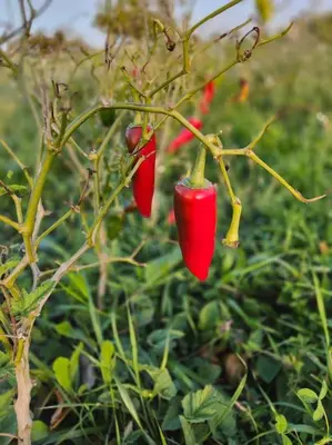 a group of red peppers growing on a plant at Countryside's Tiny House in O Ben Slimane