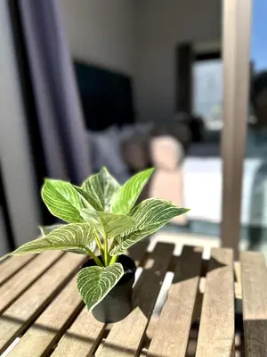 a plant in a pot sitting on a wooden table at Skyline Albert Luxury 2 a proximité de la gare Casa voyageurs Casablanca in Casablanca