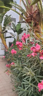 a row of pink flowers and plants at Settat room Homy in Settat