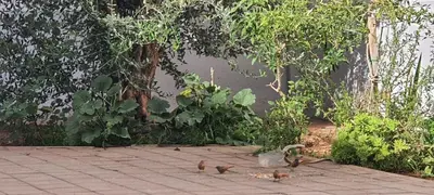 a group of birds standing next to a building at Settat room Homy in Settat