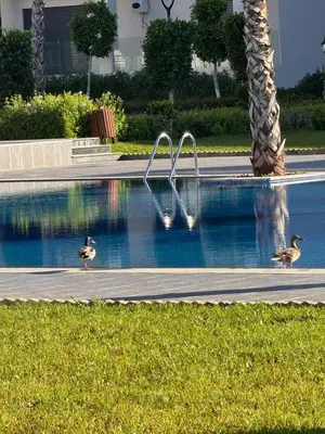 two ducks are walking around a swimming pool at Voyager in Souk el Had