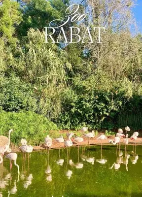 a group of flamingos in the water at a zoo at Luxurious space in Oulad Kerroum