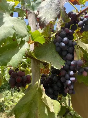 a bunch of grapes hanging from a tree at Magnifique Chalet en bois collé à la forêt de Benslimane in O Ben Slimane