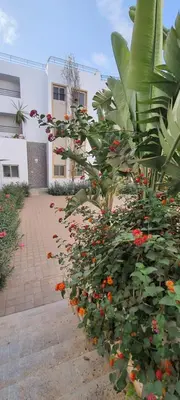 a bunch of plants with flowers in front of a building at Appartement situated 10 min from city center in Settat