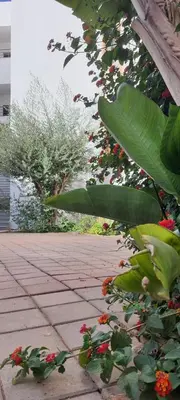 a bunch of plants and flowers on a patio at Appartement situated 10 min from city center in Settat