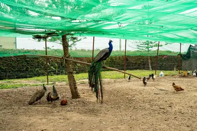a group of birds standing under a blue tent at Domaine Terra Cotta - Villa de luxe avec piscine sans vis-à-vis in Souk el Had