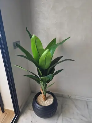a green plant in a black pot on the floor at Studio Zen vue sur mer in Aïn Harrouda