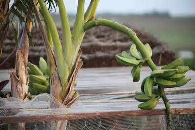 a bunch of green bananas hanging from a plant at Bougainvilla Guesthouse in Sidi Moussa Ben Ali
