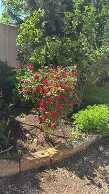 a bush of red flowers in a garden at Auberge Abrar in O Ben Slimane