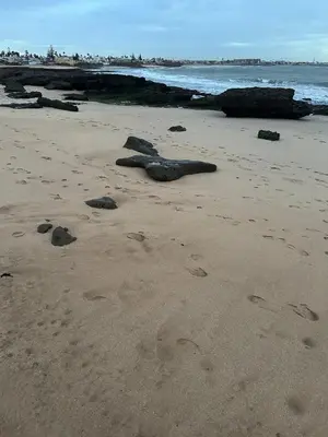 a seal laying in the sand on a beach at Studio bord de mer , La Siesta Beach Resort in Mohammedia