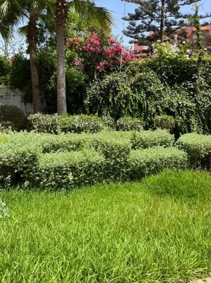 a lush green yard with bushes and palm trees at beach front gardens in Mohammedia