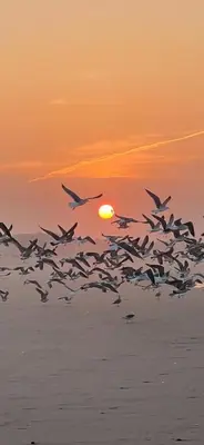 a flock of birds flying in front of a sunset at Blue beach in Bir Jedíd Saint-Hubert
