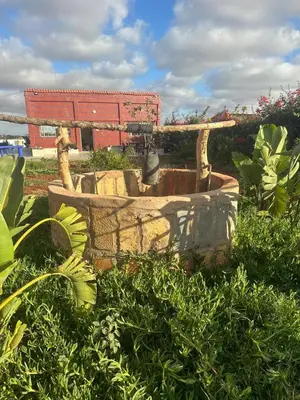 a stone bird bath in the grass with a building in the background at Ferme touristique domaine BENJDYA à HAD SOUALEM in Berrechid