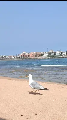 a seagull walking on the beach near the water at Kasbah de bouznika, style Marrakech avec jardin et piscine in Kasba Bou Hamira