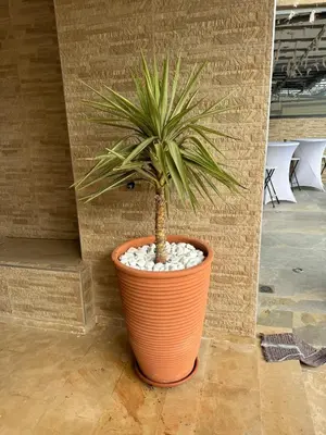 a plant in an orange pot next to a wall at Apartment with pool view in Mansouria