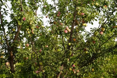 an apple tree with lots of apples on it at Farm Fields and Forests 20 min from carrefour berchid in Berrechid