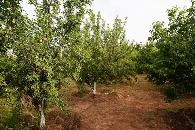 a row of apple trees in a field at Farm Fields and Forests 20 min from carrefour berchid in Berrechid
