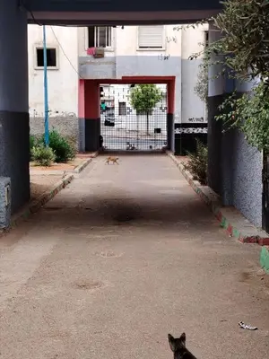 a black cat sitting in the middle of a driveway at Casa Hasna in Casablanca