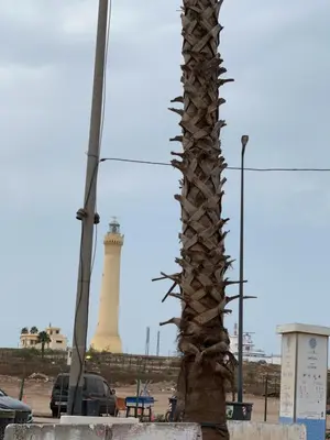 a palm tree with a lighthouse in the background at Appartement luxe in Casablanca