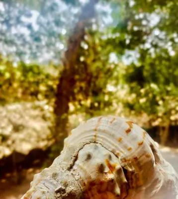 a close up of a shell with trees in the background at Plage à Pied Refuge Relaxant Design Moderne in Tamaris