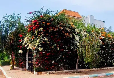 a large bush of flowers on a fence at Stunning Sunny Villa, near airport in Derroua