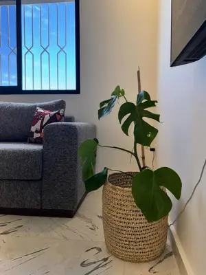 a plant in a pot in a living room at Stylish 2BR in Central Rabat with Panoramic View in Rabat
