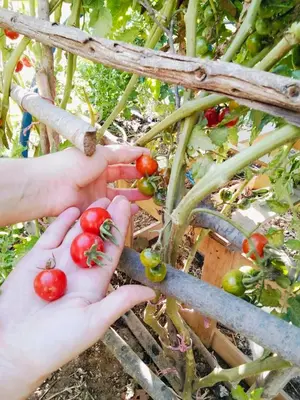 a person holding a bunch of tomatoes on a plant at le Cabanon Beldi in Rabat