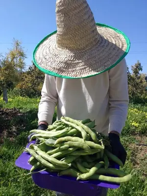 a person wearing a hat holding a tray of green beans at le Cabanon Beldi in Rabat