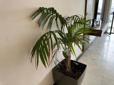 a plant in a black planter next to a wall at Luxury Modern Apartment in the Heart of the City with Balcony Overlooking Twin Towers in Casablanca