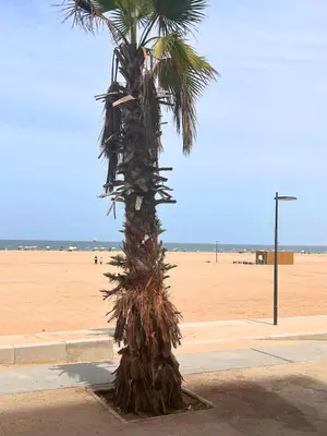 a palm tree on the side of a beach at Beautiful Apartment Residence Miramar Sea View in Mohammedia