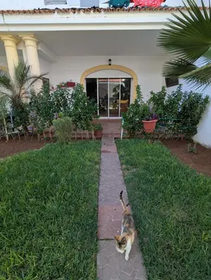 a cat standing in the grass in front of a house at Maison Lalla najat in Sidi Rahal