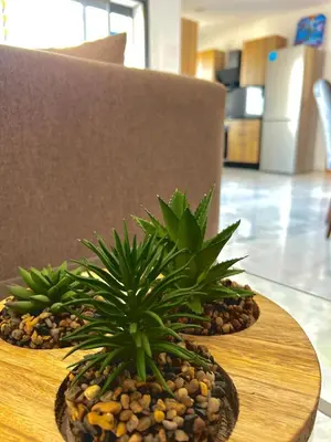 two plants sitting on top of a table at Chic Cocoon & Impeccable Sea View in Zenata in Aïn Harrouda