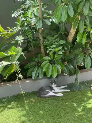 a cat laying on the grass near some plants at stay in villa casablanca in Casablanca