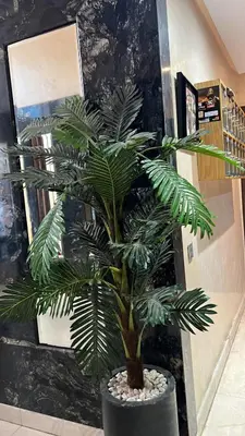 a palm tree in a black pot in a hallway at Love appartement1 in Casablanca
