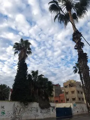 a group of palm trees and a wall with graffiti at penthouse WOMEN ONLY in Mohammedia