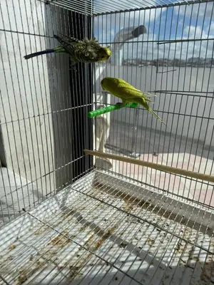 two birds in a cage in a window at studio elevator, renovated air-conditioned breakfast in Casablanca
