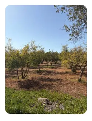 a field with trees and grass with a blue sky at La Hacienda De Morafia in Bouskoura