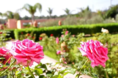 a group of pink roses in a garden at Riad Hamdani in Casablanca